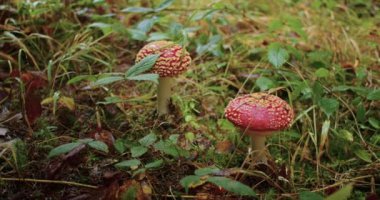 Dağlarda yağmurdan sonra sonbahar ormanlarında sineksi mantar hasadı. Ukrayna 'daki Karpatların ormanlarında zehirli sinek mantarları