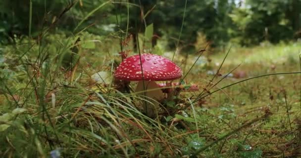 Récolte Champignons Agariques Mouches Dans Forêt Automne Après Pluie Dans — Video