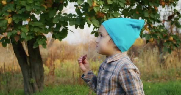 Year Old Child Happy Picking Apples Grandpa Garden Has Fun — Stock Video