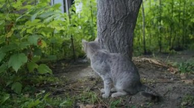Küçük neşeli kızıl kedi anne kediyle bahçede oynuyor.