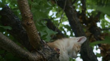 Küçük neşeli kızıl kedi anne kediyle bahçede oynuyor.