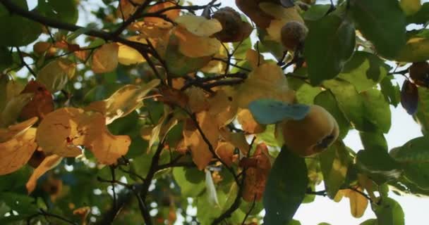 Tříleté Dítě Šťastný Sběr Jablka Dědečkem Zahradě Baví Sbírá Stromě — Stock video