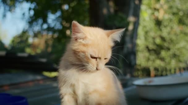 Huisdieren Katten Eten Voedsel Tuin Van Kleurrijke Kommen — Stockvideo
