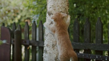 Sevimli ve oynak kedi anne kediyle bahçede oynuyor.