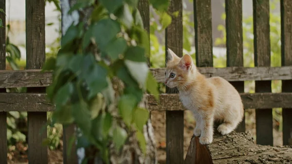 adorable and playful cat plays in the yard with mom cat