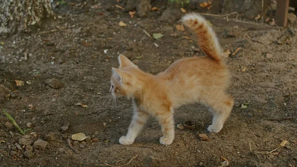 Прелестная Игривая Кошка Играет Дворе Кошкой Мамой — стоковое фото