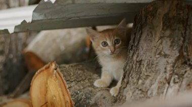 adorable and playful cat plays in the yard with mom cat