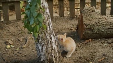 Sevimli ve oynak kedi anne kediyle bahçede oynuyor.