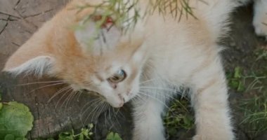 adorable and playful cat plays in the yard with mom cat