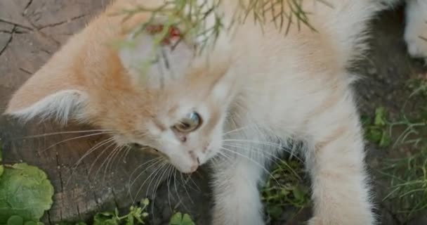 Αξιολάτρευτο Και Παιχνιδιάρικο Παίζει Γάτα Στην Αυλή Γάτα Μαμά — Αρχείο Βίντεο
