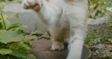 Sevimli ve oynak kedi anne kediyle bahçede oynuyor.