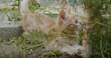 Sevimli ve oynak kedi anne kediyle bahçede oynuyor.