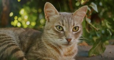 adorable and playful cat plays in the yard with mom cat