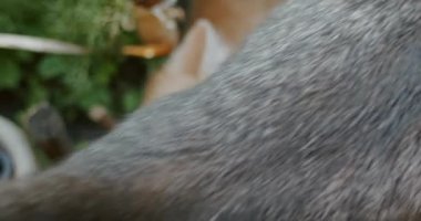 Sevimli ve oynak kedi anne kediyle bahçede oynuyor.