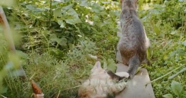 adorable and playful cat plays in the yard with mom cat