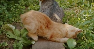 Sevimli ve oynak kedi anne kediyle bahçede oynuyor.