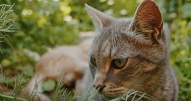 adorable and playful cat plays in the yard with mom cat