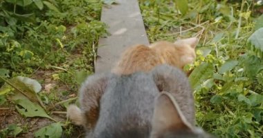 adorable and playful cat plays in the yard with mom cat