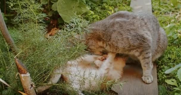 Sevimli Oynak Kedi Anne Kediyle Bahçede Oynuyor — Stok video