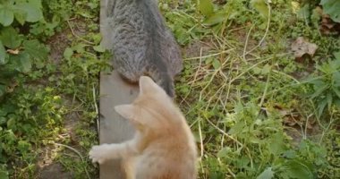 adorable and playful cat plays in the yard with mom cat