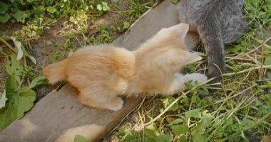 adorable and playful cat plays in the yard with mom cat