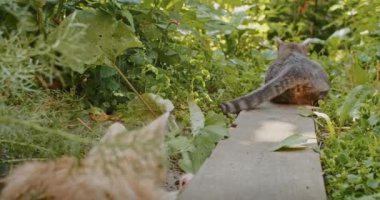 adorable and playful cat plays in the yard with mom cat