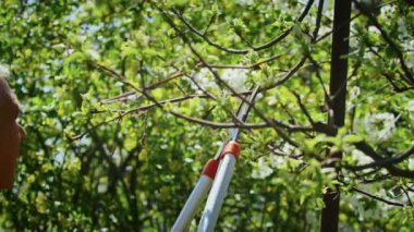 Çiftçi bahçedeki ağaçları keser. Tarım. Toplu çiftlikte tarımcı. İşçi çiftlikte çalışıyor. Tarım konsepti. İş Çiftliği.