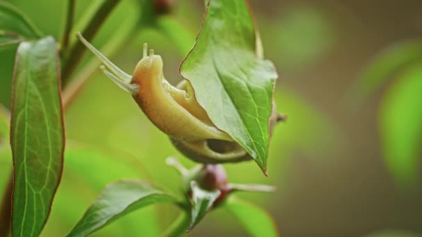 Nature Sauvage Escargot Rampant Sur Une Fleur — Video
