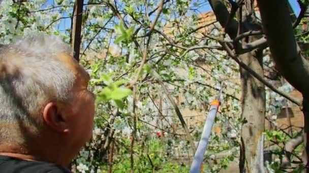 Der Bauer Schneidet Die Bäume Garten Landwirtschaft Agronom Auf Einem — Stockvideo