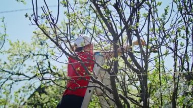 Genç kadın çiftçi bahçedeki ağaçları kesiyor. Tarım. Toplu çiftlikte tarımcı. İşçi çiftlikte çalışıyor. tarım kavramı. iş çiftliği.