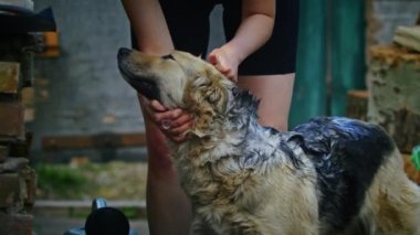 Genç, neşeli bir kadın bahçede üzgün bir köpeği yıkıyor. Üzgün bir köpeği yıkıyor. Temizlik ve hayvanlar