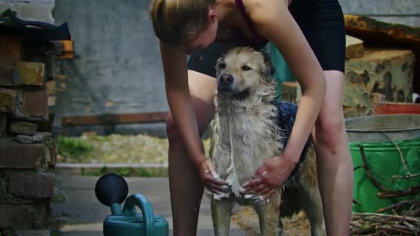 Молода Весела Жінка Купається Сумний Собака Дворі Купання Сумного Собаки — стокове відео