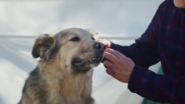 Bu sakallı adamı ve sevimli kahverengi Basenji köpeğini, insanlar ve sevdikleri hayvanlar arasındaki özel bağın gerçek bir kanıtı olan ayrılmaz dostluklarını gösterirken izleyin..