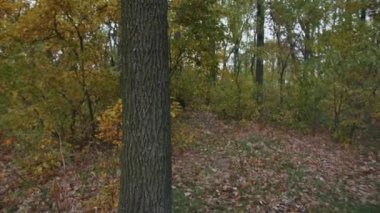 Santa Muerte makyajlı, siyah bir ölüm elbisesi giymiş genç bir kadın günbatımında ormanda sonbahar yapraklarının arka planına doğru yürüyor. Ölüler Günü veya Cadılar Bayramı konsepti