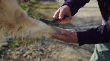 Bu sevimli video, genç bir adamla sadık köpeği Basenji arasındaki derin dostluk bağını yakalar. İnsanlar ve evcil hayvanları arasındaki özel bağı gözler önüne serer.,