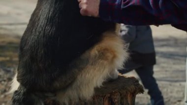 Bu büyüleyici videoda, genç bir adam ve sadık Basenji köpeği, insanlar ve tüylü arkadaşları arasındaki benzersiz bağı gösteriyor. Arkadaşlıklarının şirin ve eğlenceli doğasını gözler önüne seriyor.,