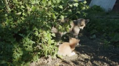 Bahçede oynayan bu şirin kedi yavrusunun cazibesine karşı koyamazsın. Çimlerin üzerinden atlarken, karahindibaları koklarken ve rahat sepetinde rahatlarken izleyin..