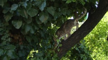 Bahçe bu küçük sevimli kedi yavrusu için bir oyun alanı. Yeşil çimlerde eğlenirken, etrafını keşfederken ve rahat sepetine sokulurken onu izle..