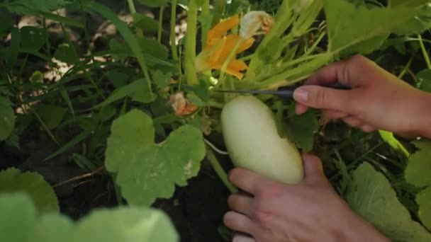Cette Vidéo Capture Essence Agriculture Jardinage Alors Une Femme Récolte — Video