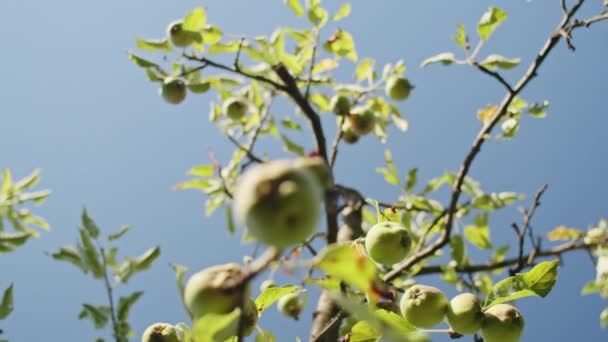 Manzanas Verdes Maduradas Los Rayos Del Sol Verano — Vídeo de stock