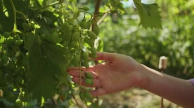 Bir kadın bahçede elini uzatır. Üzümleri olgunluk için kontrol eder. Parmaklarıyla dokunur..