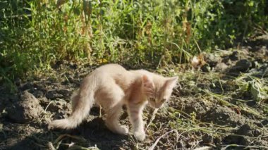 Bahçenin yıldızıyla tanış. Komik kişilikli şirin bir kedi yavrusu. Çimenlerde oynayışını, karahindibalara vuruşunu ve sıcak sepetinde kıvrılışını izle..