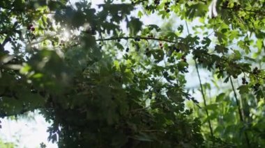 Sera ilkbaharda güzel kiraz bitkilerinin büyümesiyle canlıdır. Olgun, siyah kirazlar dallardan sarkıyor, doğada görülmeye değer muhteşem bir manzara..