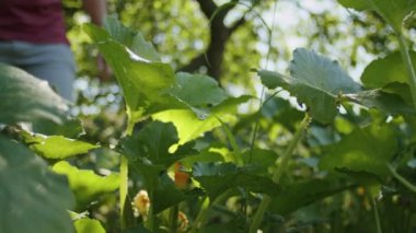 Bahçede, genç bir erkek bahçıvan yeşil bitkilerini özenle suluyor. Yukarıdan bakınca, manzara çarpıcı ve doğanın ve organik tarımın güzelliğini vurguluyor..