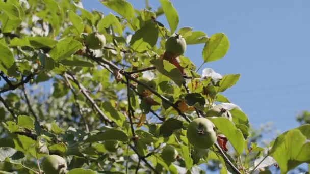 Jablka Dozrávají Slunci Zahradě — Stock video