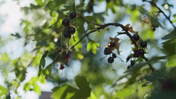 Třešňové Květy Jara Ustoupí Růstu Krásných Černých Třešní Zažijte Živé — Stock video