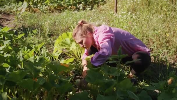 Doświadczenie Piękna Rolnictwa Akcji Jak Kobieta Fachowo Zbiera Cukinię Swojego — Wideo stockowe