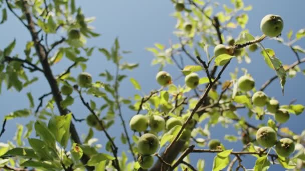 Зелені Яблука Дозріли Променях Літнього Сонця — стокове відео