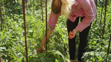 Serada, yetenekli bir bahçıvan olgun ve taze domatesleriyle ilgilenir, organik tarım ve sağlıklı yiyecek için mükemmel olduklarından emin olur..