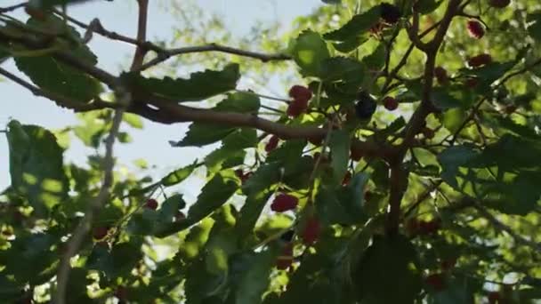 Fructul Dud Negru Dud Vară — Videoclip de stoc
